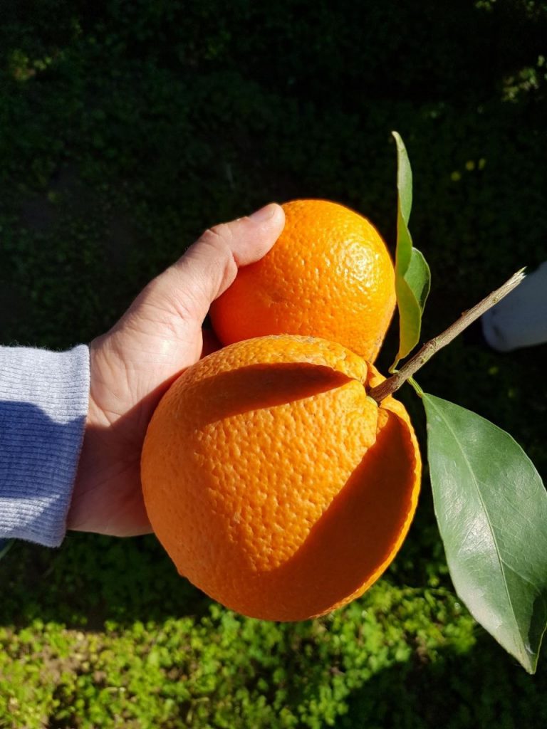Апельсин "Валенсия"