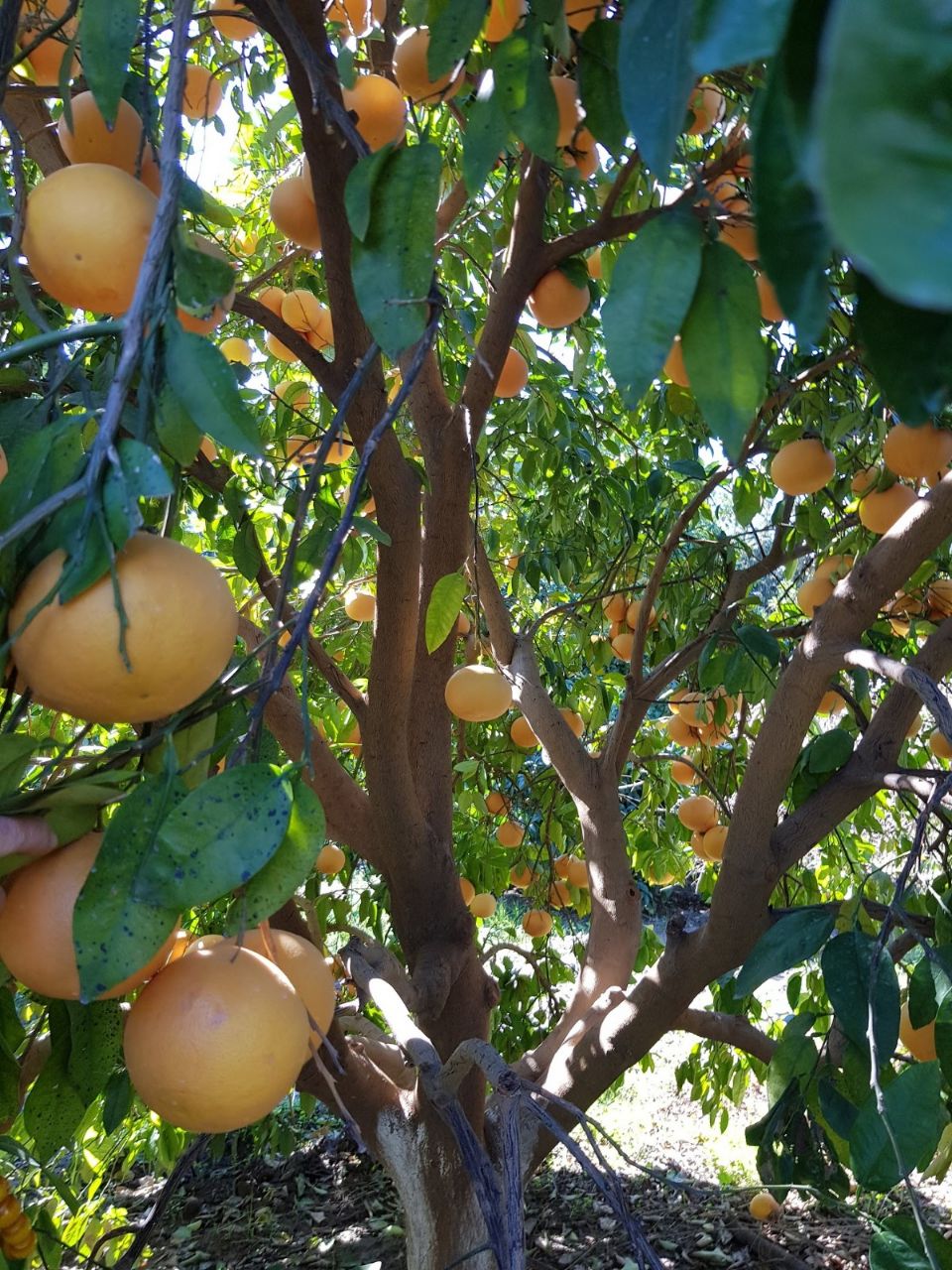 Грейпфрутовое дерево